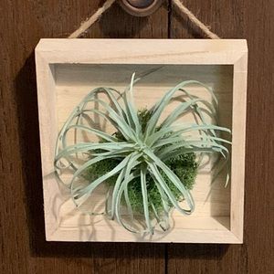Faux Air Plant #3